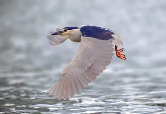 X-T30-III_Dong-Yuan_Latest-AF-96033234 ©Dong Yuan